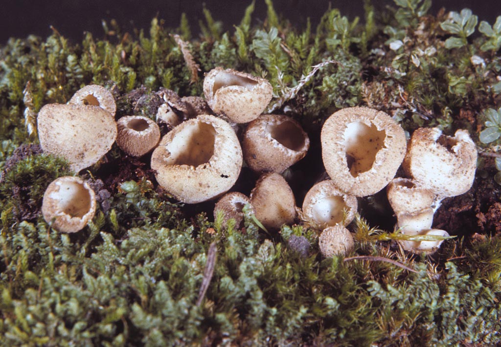 Tarzetta catinus